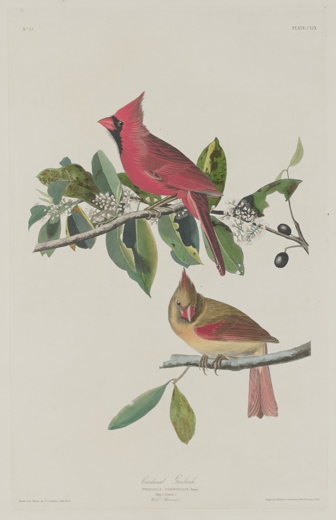 Cardinal Grosbeak by John James Audubon